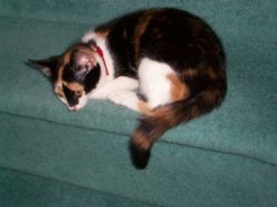 Me. asleep on the stairs