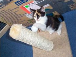 Playing with my scratching post