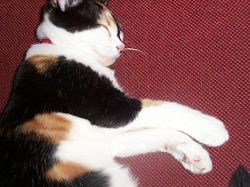 Asleep on Sandra's chair