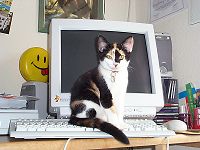 Cari on the PC