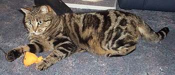 Sniffy and "Mr Goldfish"