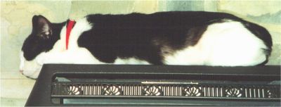 Me in my favourite spot on top of the gas fire