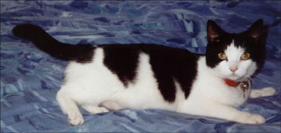 Me on Mummy & Daddy-Human's bed